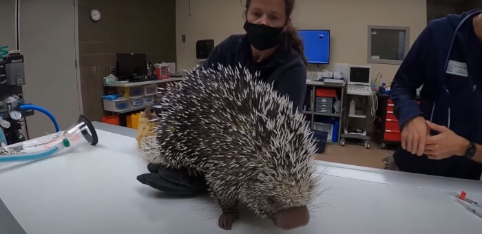 Adorable Porcupine