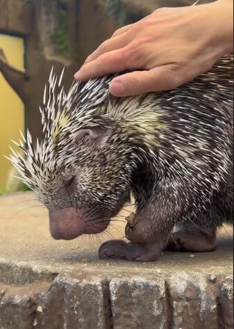 Adorable Porcupine