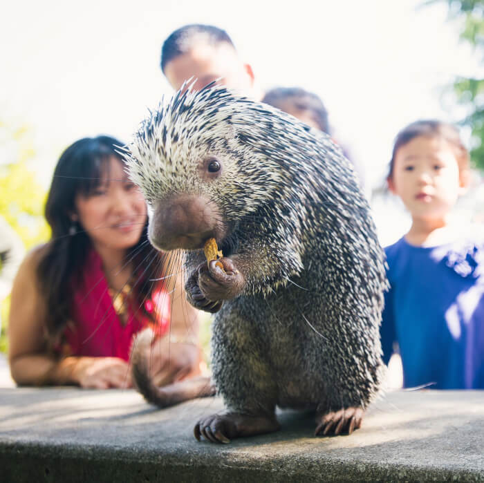 Adorable Porcupine