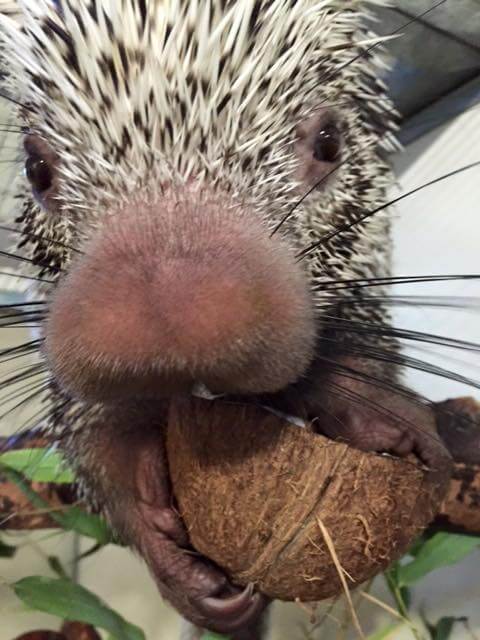 Adorable Porcupine