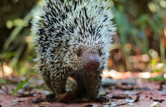 Adorable Porcupine