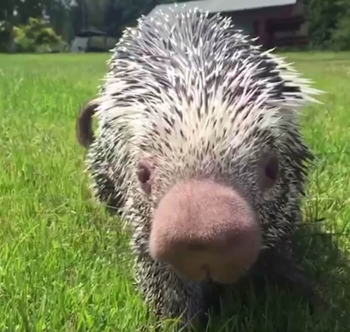 Adorable Porcupine