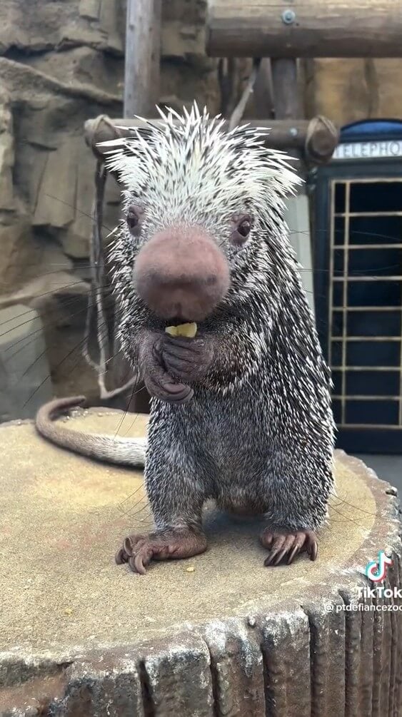 Adorable Porcupine