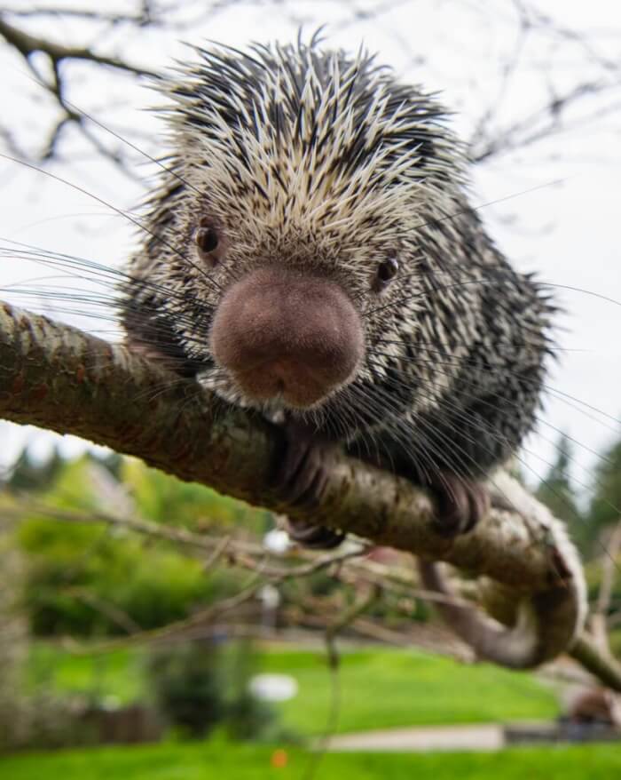 Adorable Porcupine