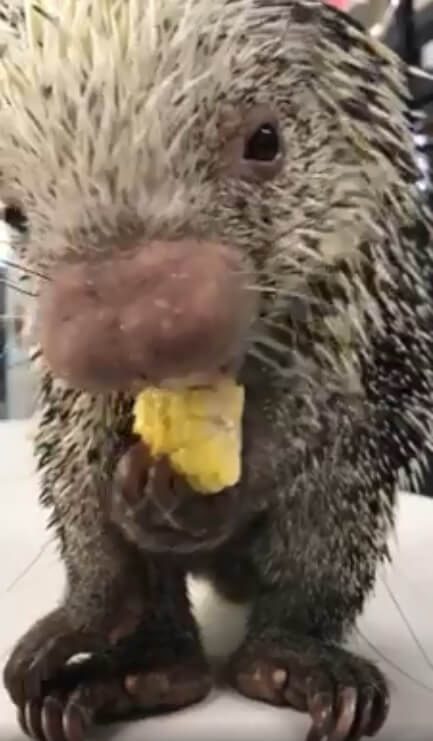 Adorable Porcupine