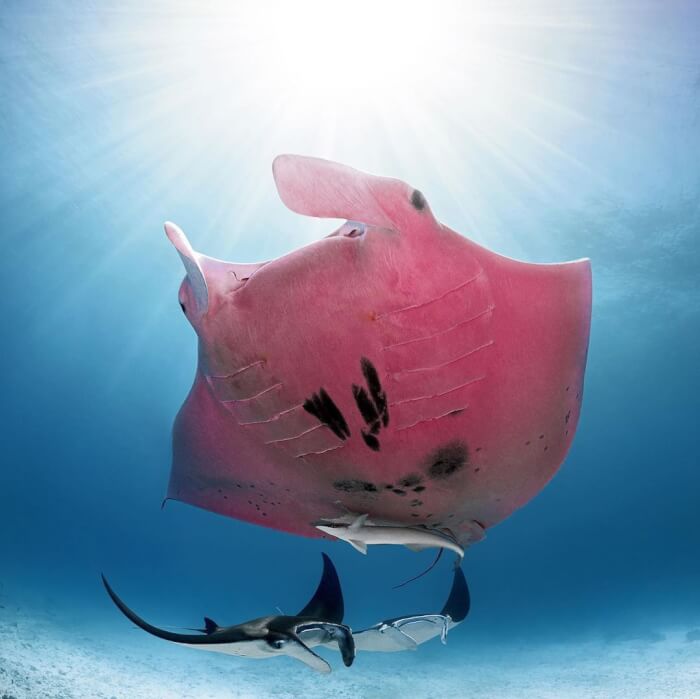 pink manta ray biggest manta ray