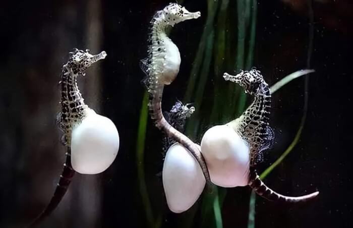The seahorse males carry and have babies.