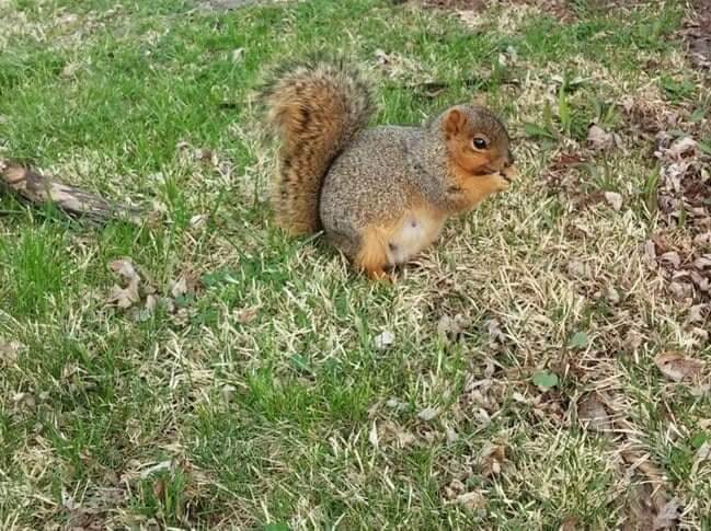 Squirrel mom can't hide her tummy