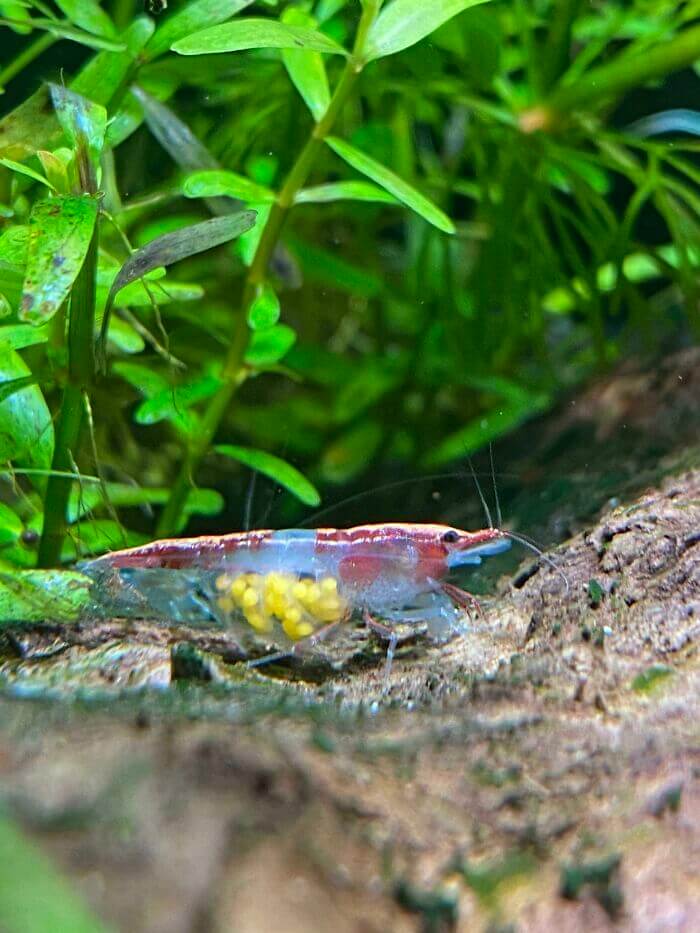 A Pregnant Shrimp