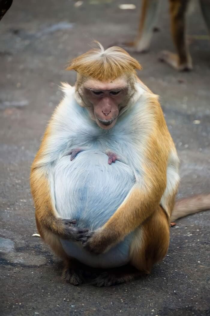 funny pictures of pregnant animals<br/>