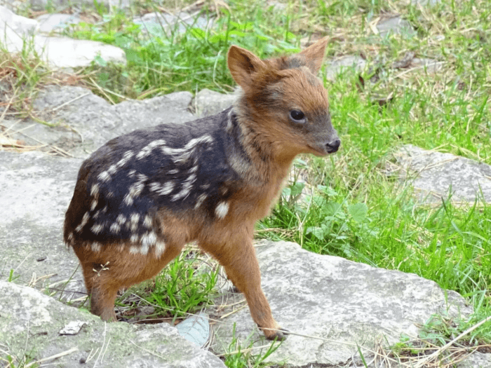 The Tiniest And Cutest Magical Deer