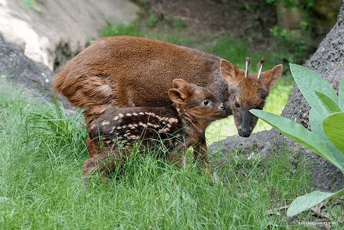 pudu deer, northern pudu