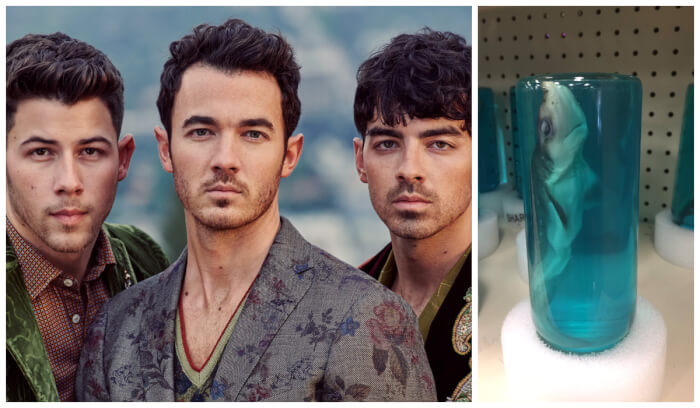 Jonas Brothers - A Dead Baby Shark