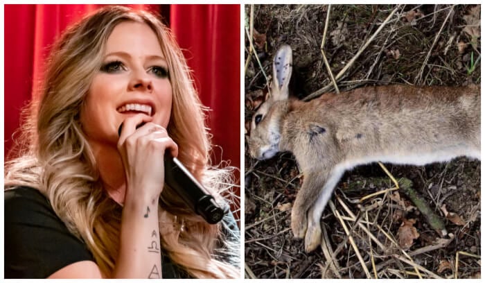 Avril Lavigne - A Dead Rabbit