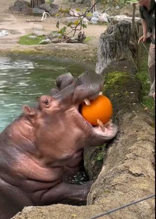 hippo eating pumpkin, hippo eating pumpkin gif