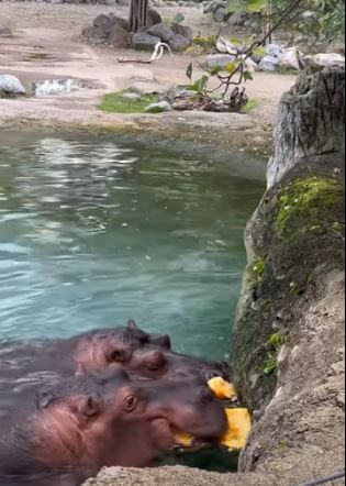 hippo eating pumpkin, hippo eating pumpkin gif