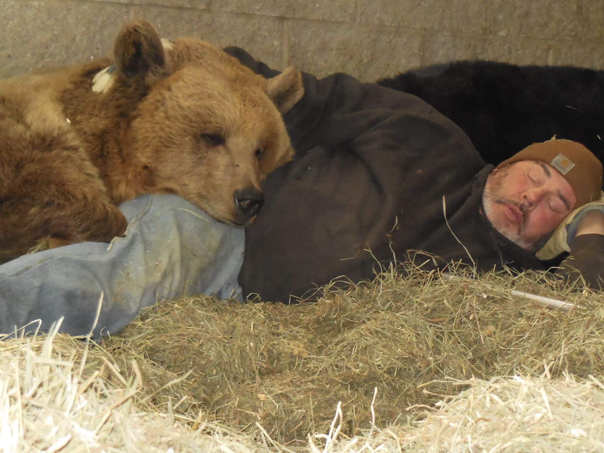 bear cuddles