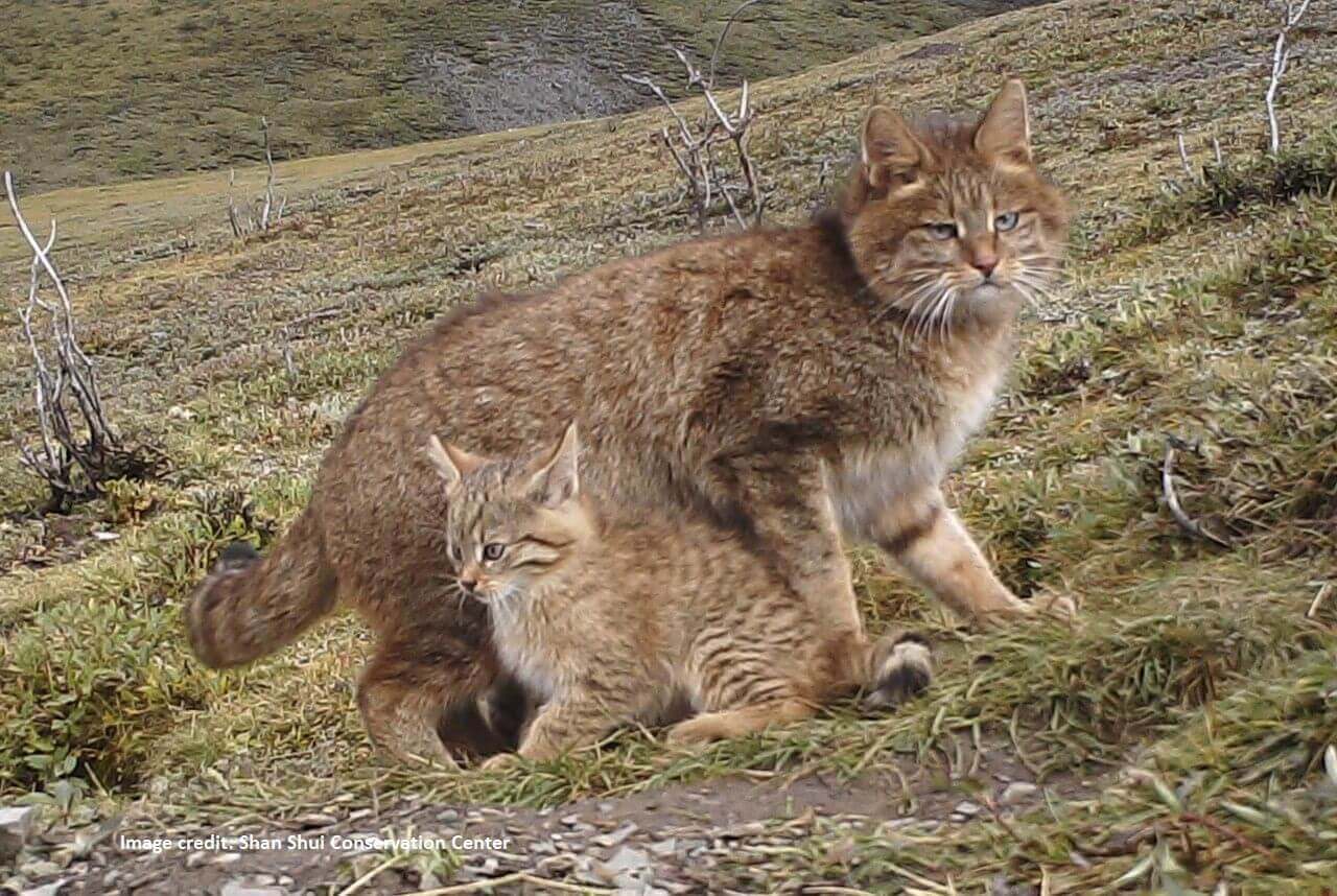 Chinese Mountain Cats