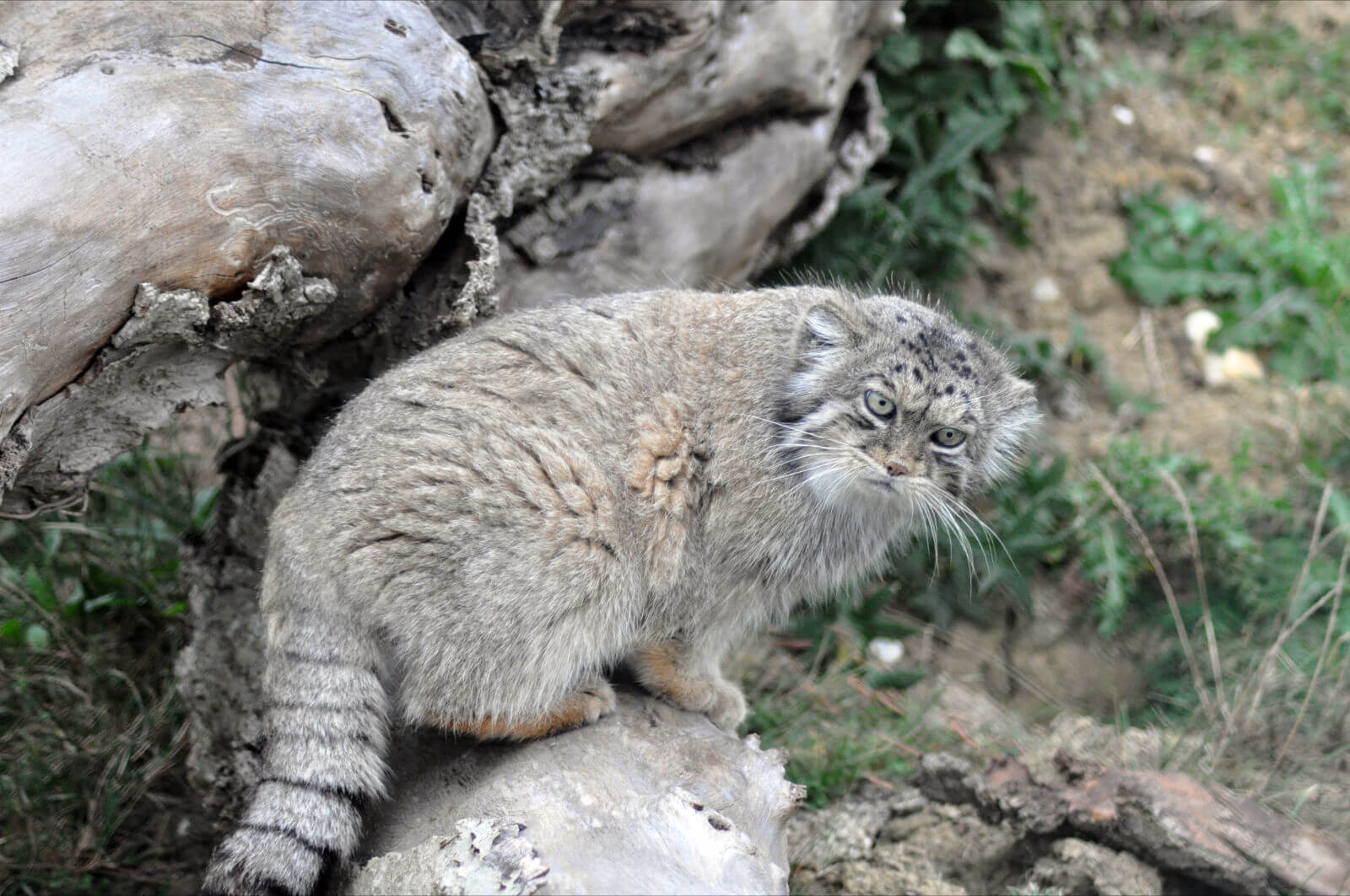 Chinese Mountain Cats