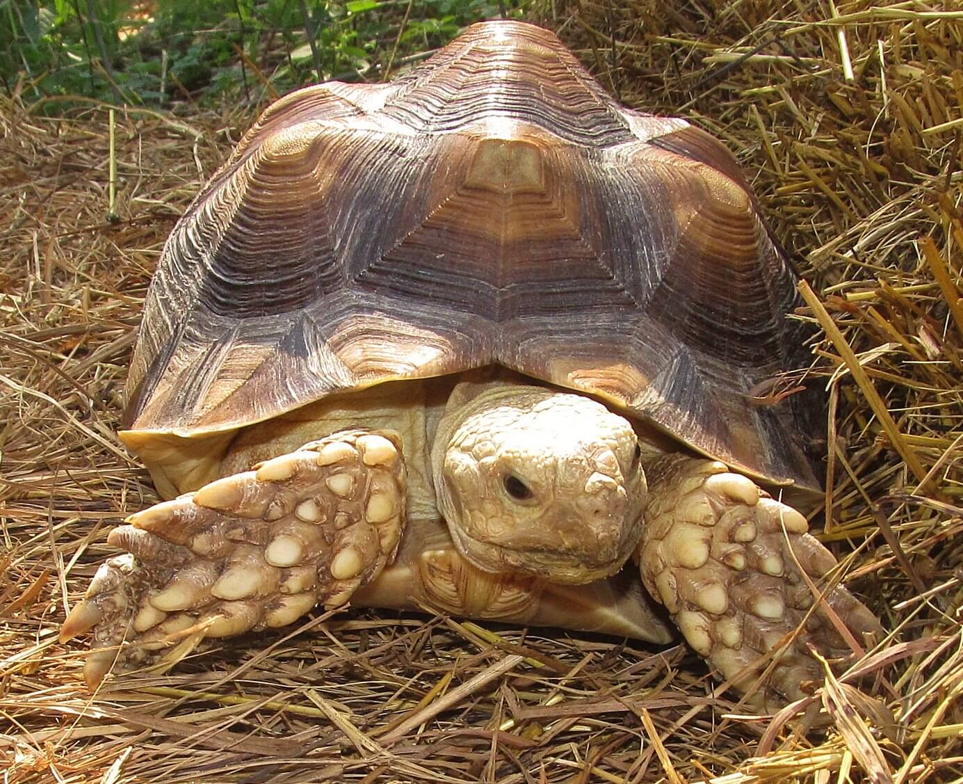 Orphaned Turtle 