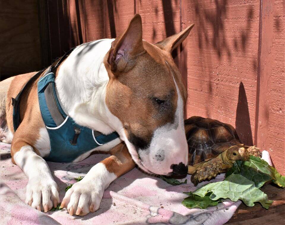 Orphaned Turtle Joins A Family Of Rescue Dogs