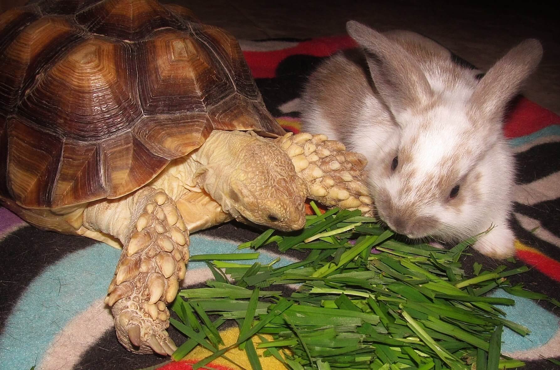 Orphaned Turtle