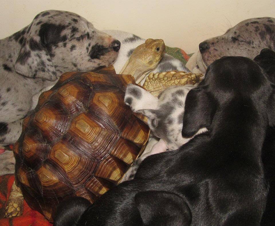 Orphaned Turtle Joins A Family Of Rescue Dogs