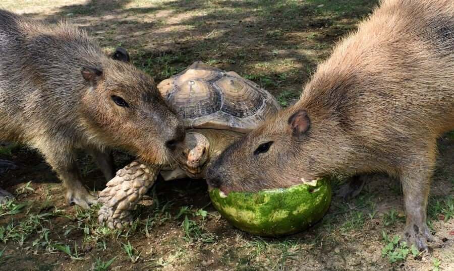 Another watermelon party