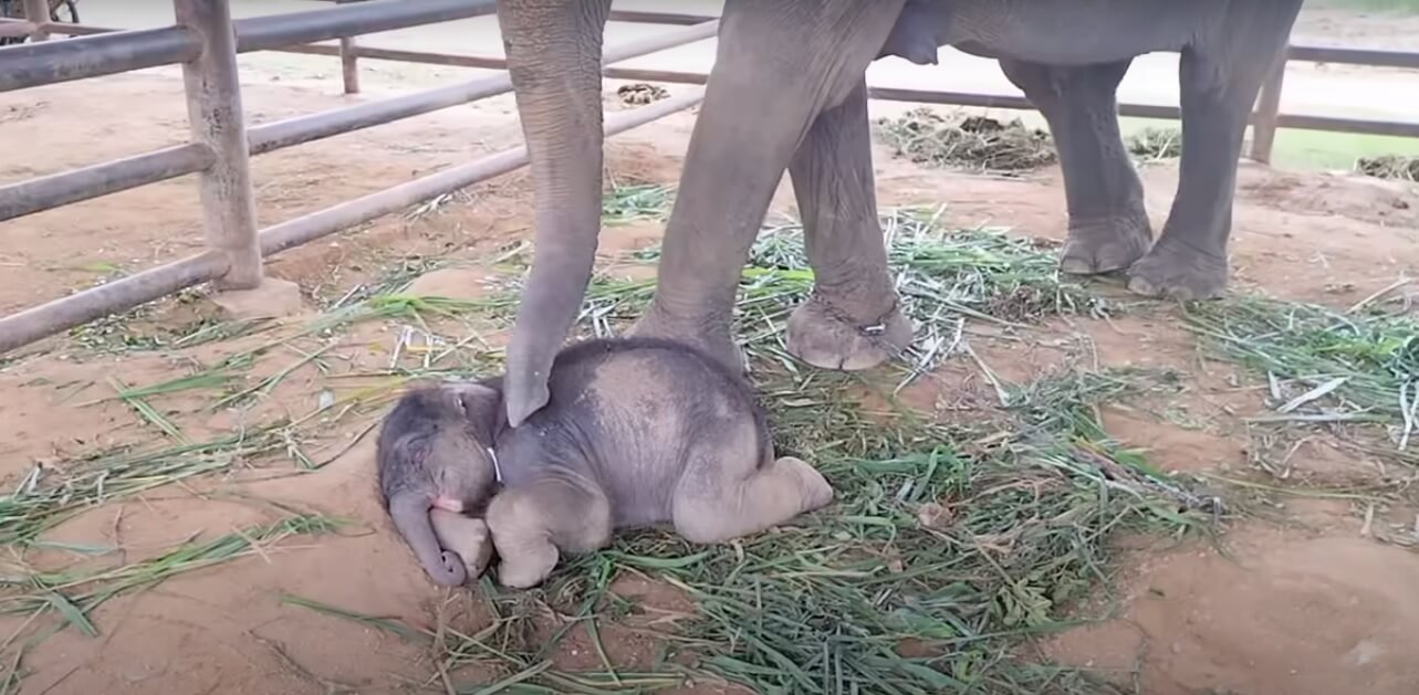 elephant breastfeeding, you tube elephants