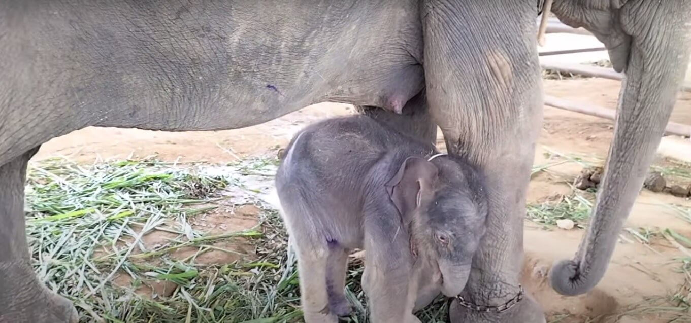 elephant breastfeeding, you tube elephants