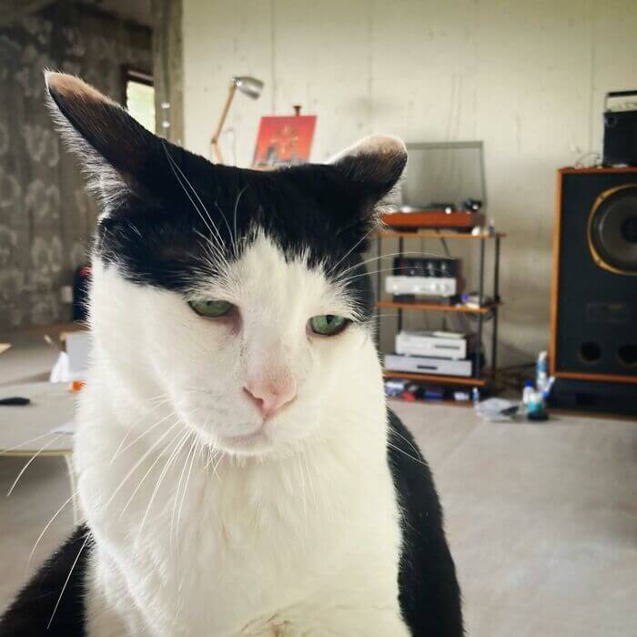 Pancho - The Cat With The Gloomiest Face