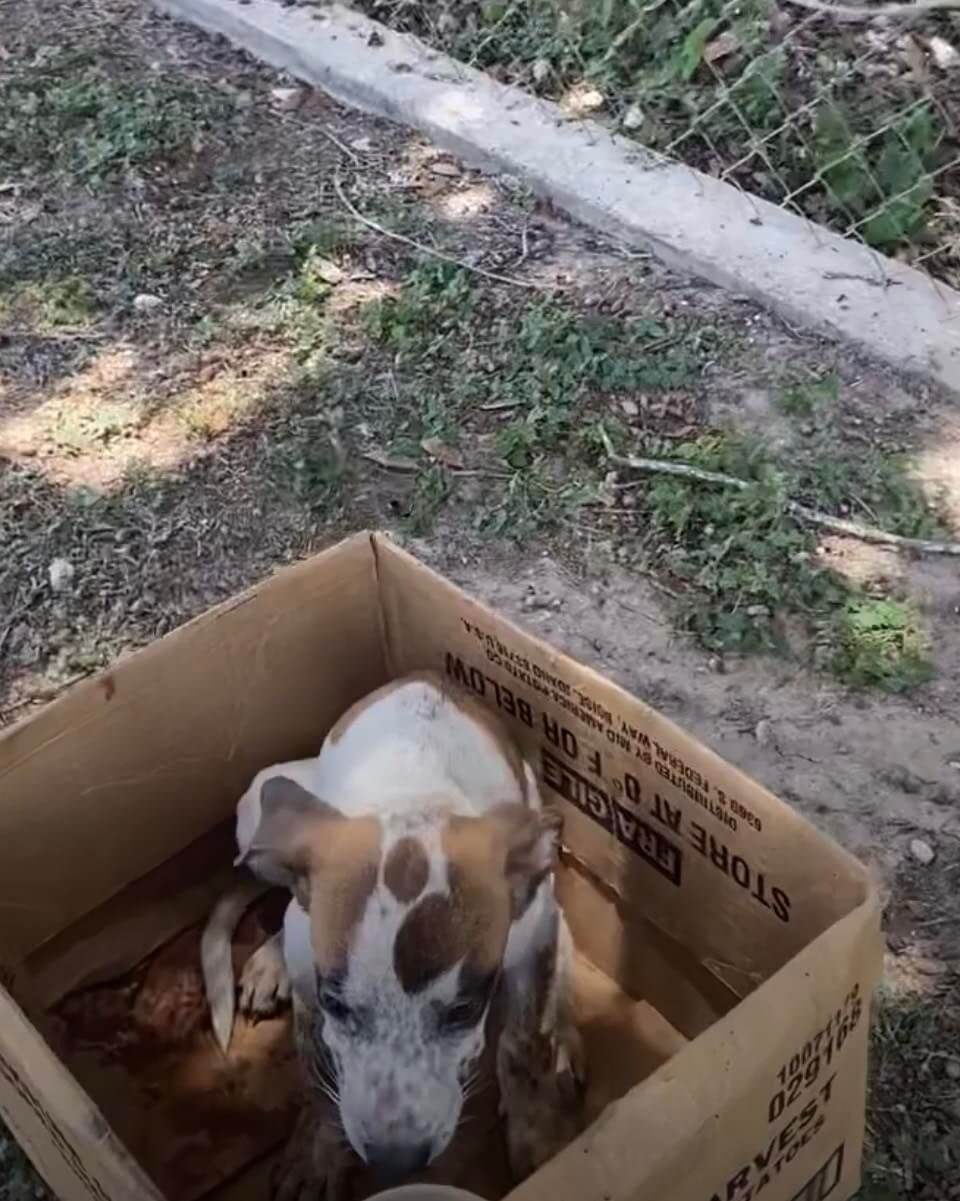 Abandoned Dog Refuses To Leave Her Cardboard Box