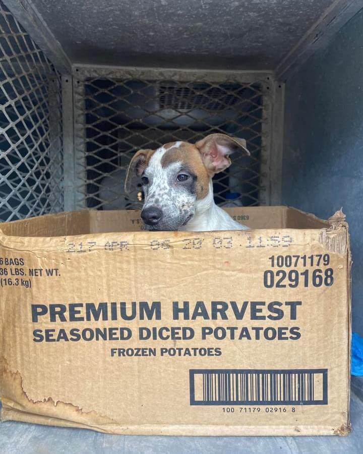 Abandoned Dog Refuses To Leave Her Cardboard Box