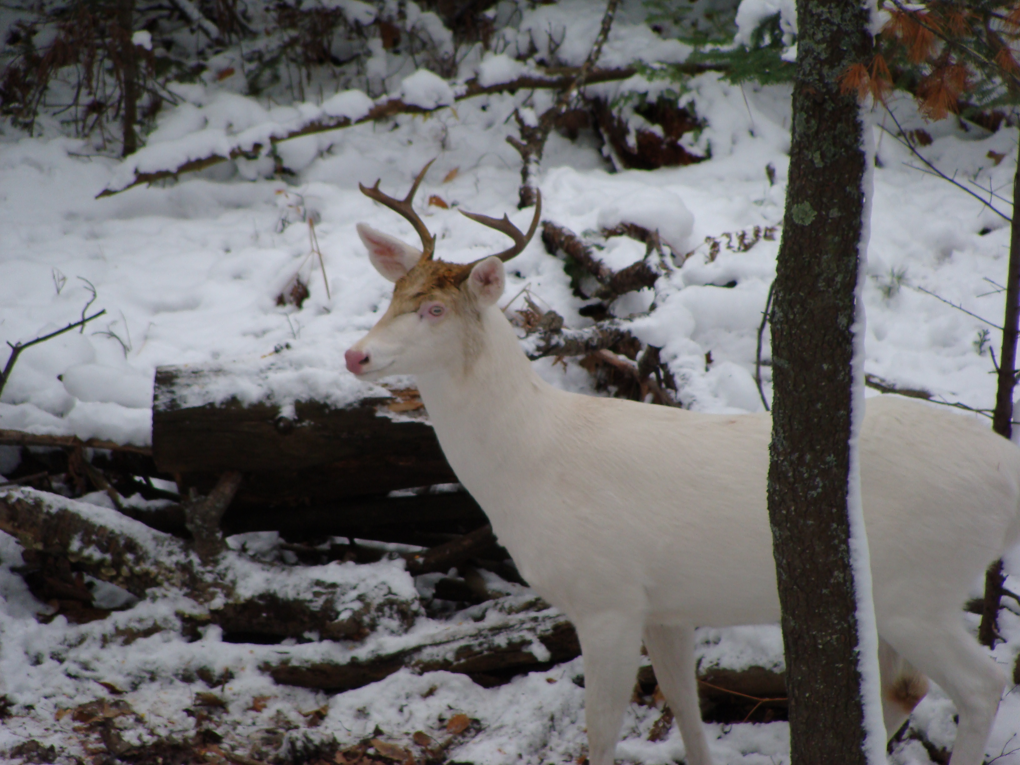 Albino Whitetail Deer Buck