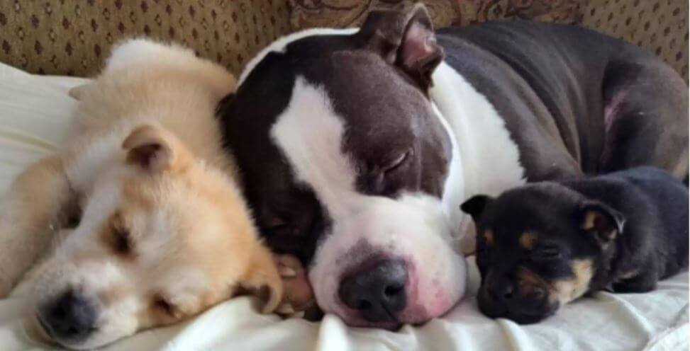 big-hearted dog comforts abandoned puppies