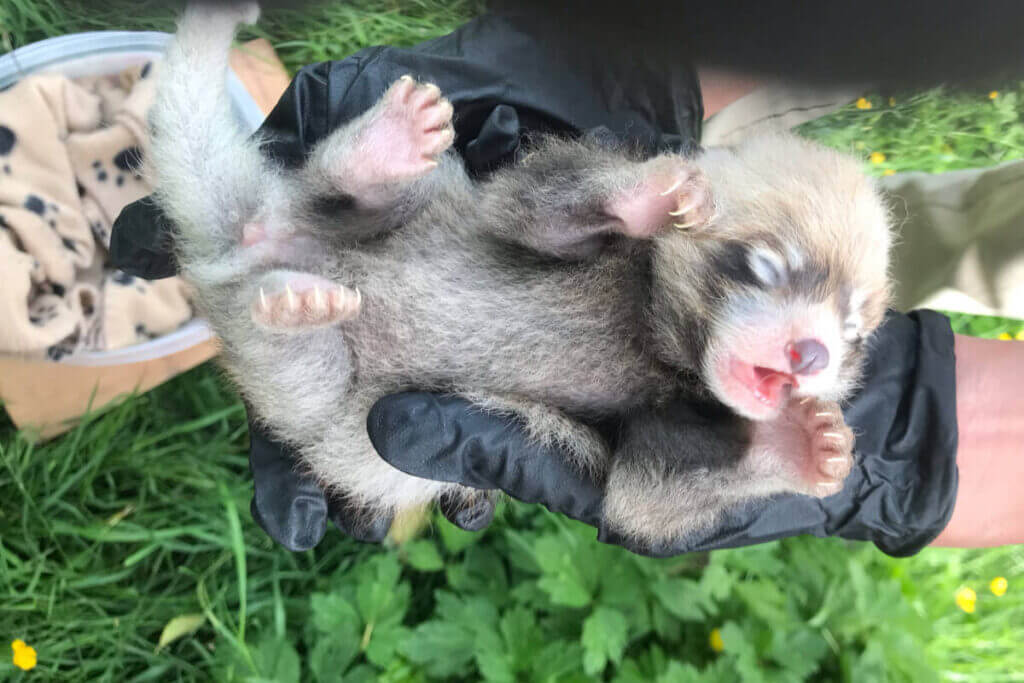 Rare Birth Of Red Panda Twins