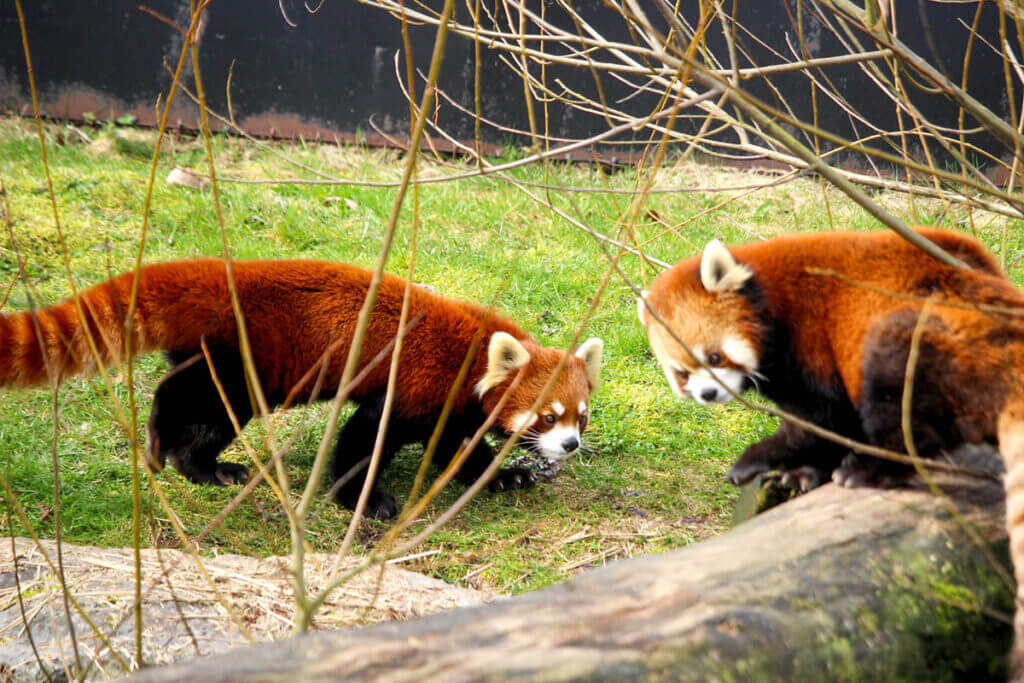 Rare Birth Of Red Panda Twins