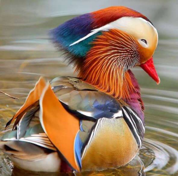 The most beautiful duck in the world