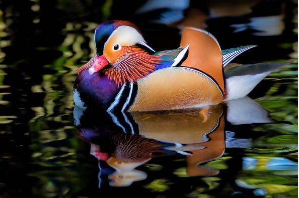 the most beautiful duck in the world