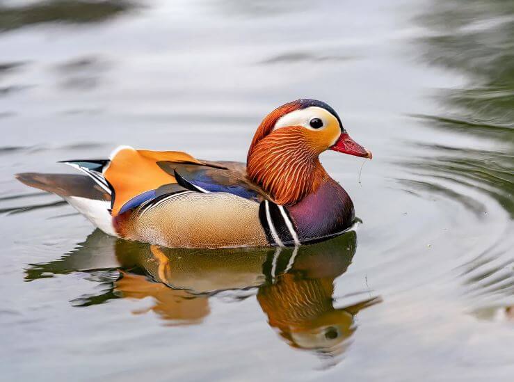 the most beautiful duck in the world