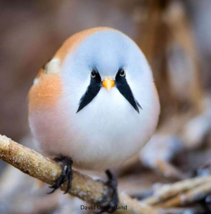 Cutest and Fluffiest Bird