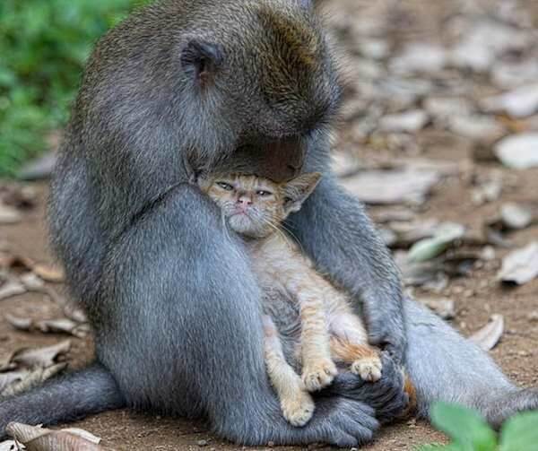 Monkey Adopts Little Kitten