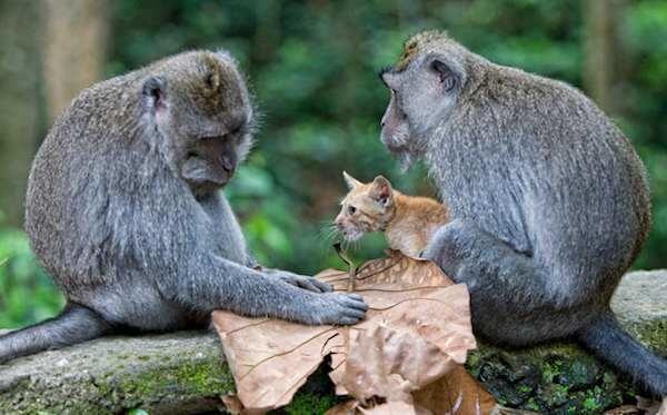 Monkey Adopts Little Kitten