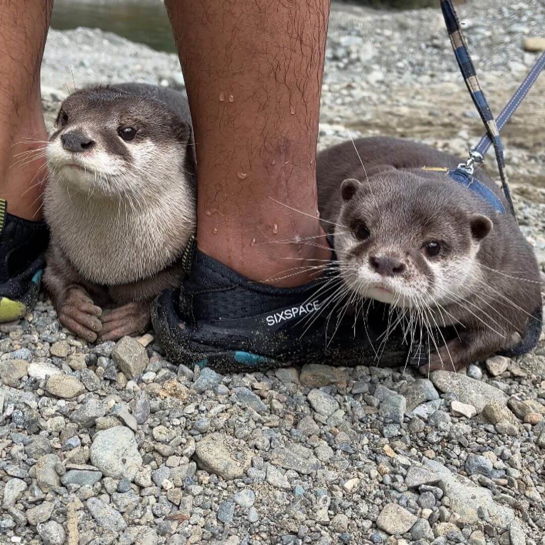 Adorable Otter