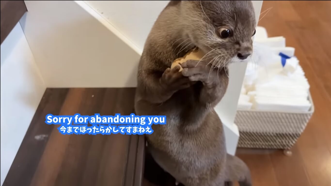 Adorable Otter