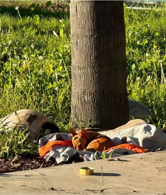 Small Pup Snuggles Up On Blanket Near Hospital 