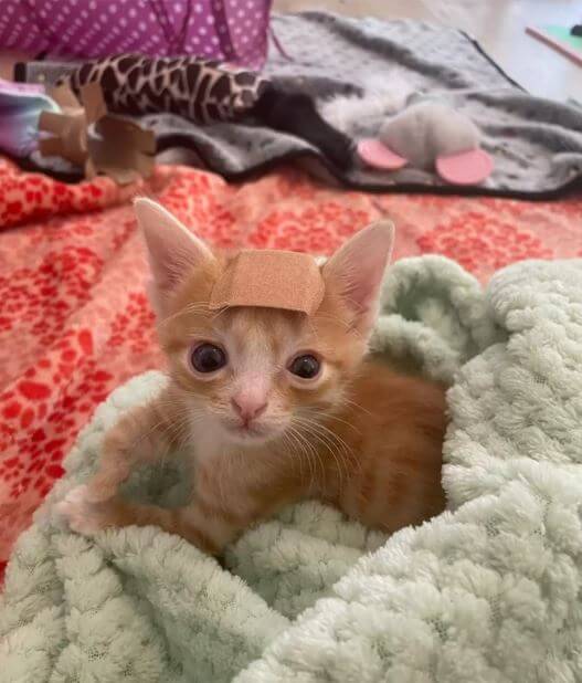 Smol Kitten With Special Needs