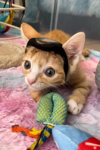 Smol Kitten With Special Needs
