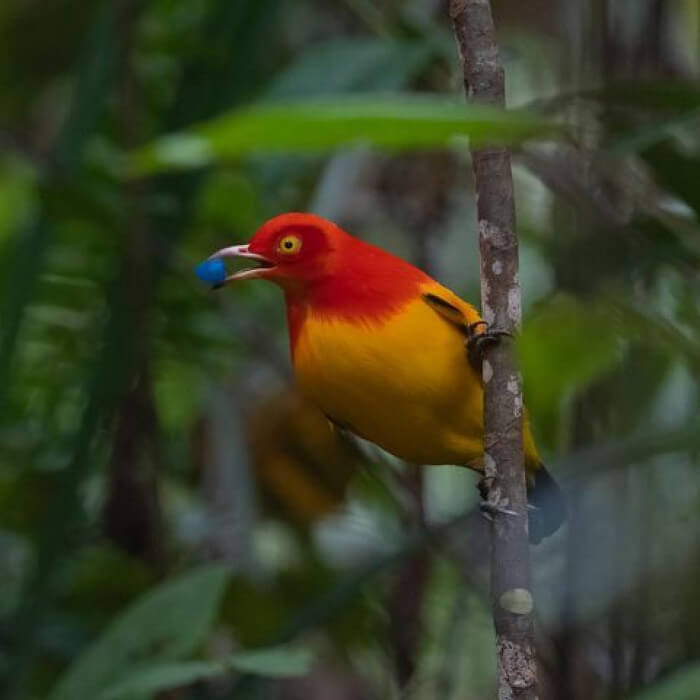 Flame Bowerbird Covered With Sunset Colors