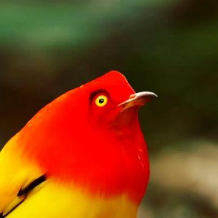 Flame Bowerbird Covered With Sunset Colors